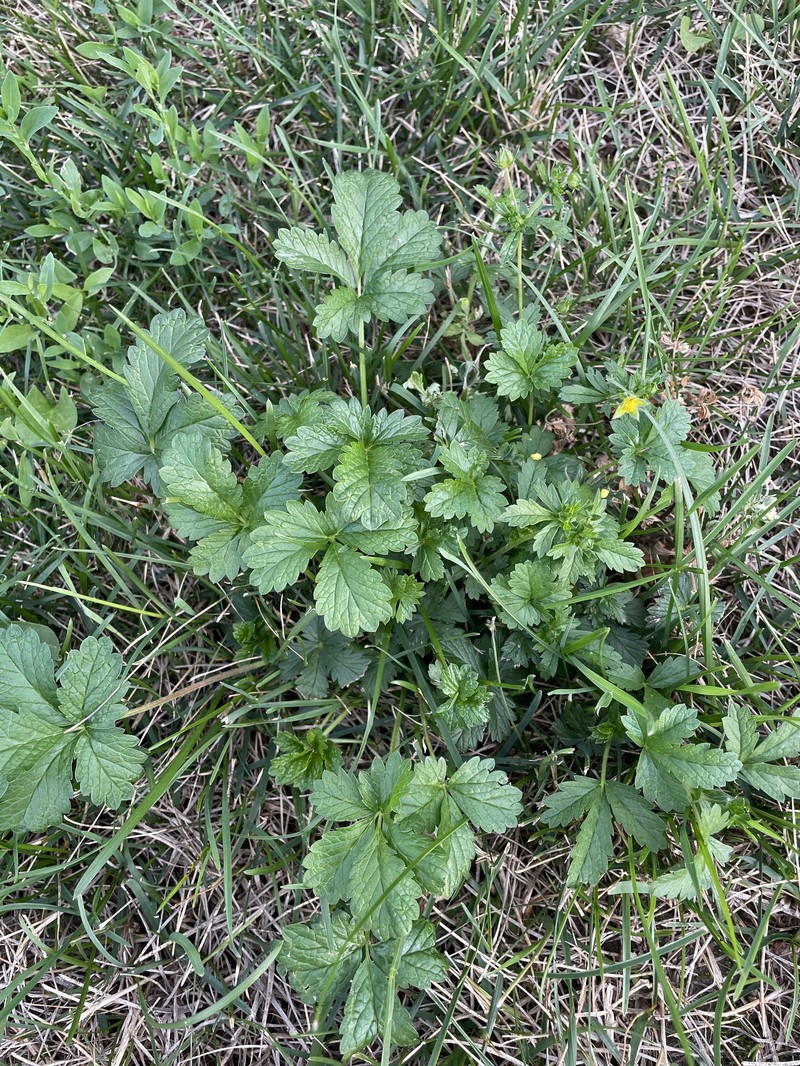 Downy Cinquefoil photo 3