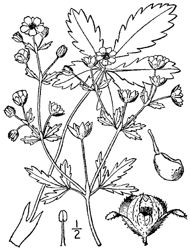 Downy Cinquefoil photo 7