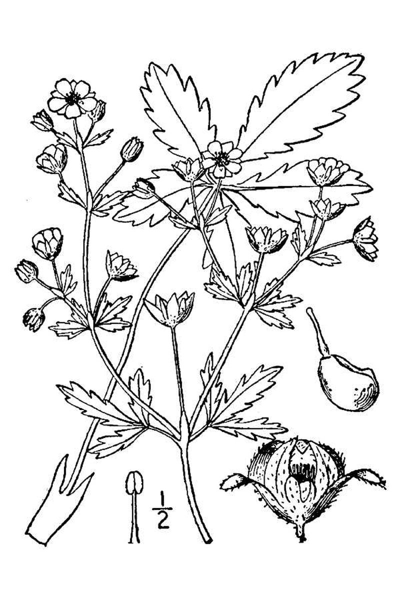Downy Cinquefoil photo 8