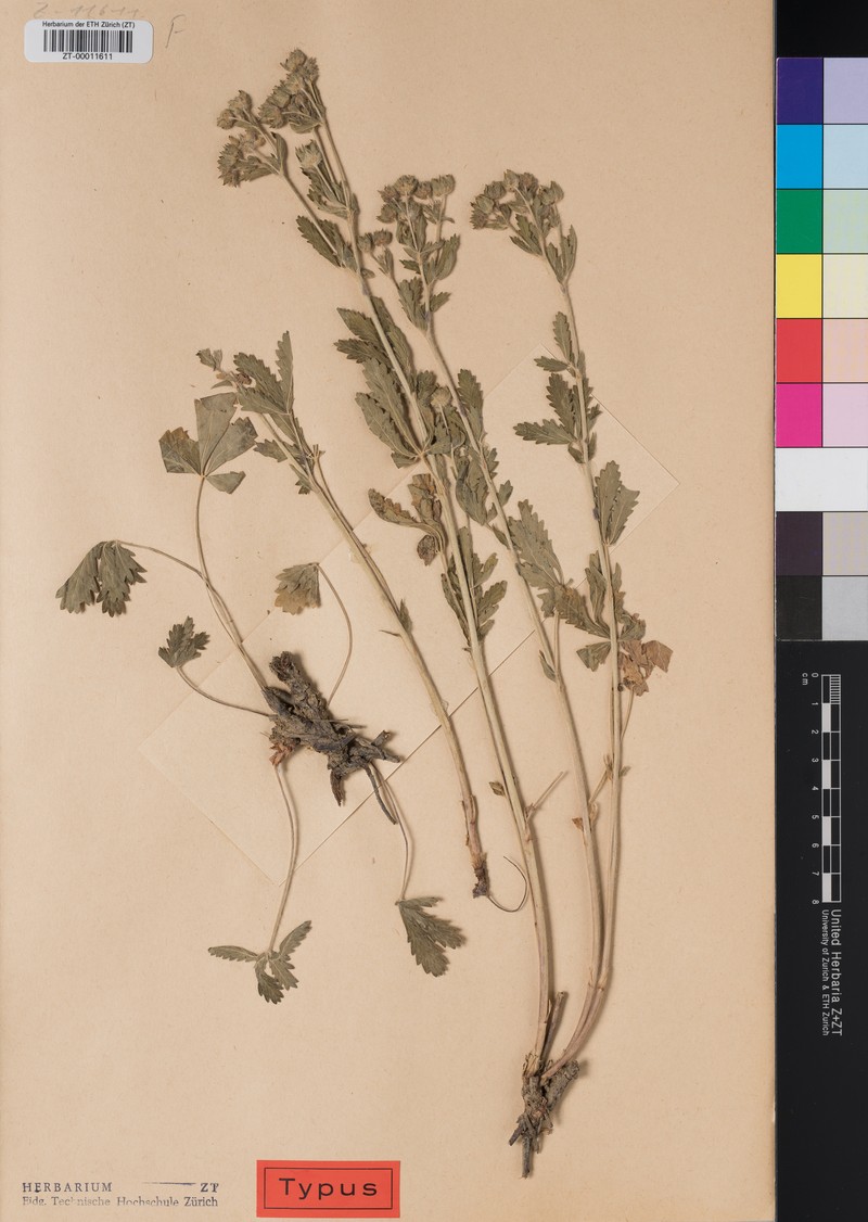 Potentilla iranica photo 3