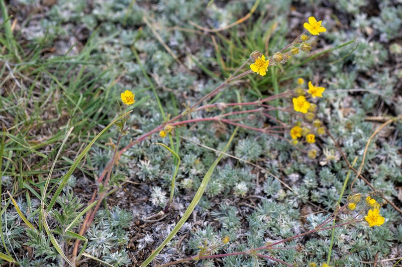 Potentilla jenissejensis