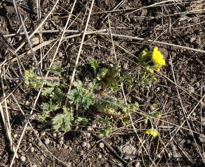 Potentilla jenissejensis photo 2