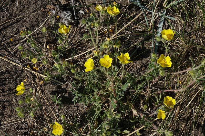 Potentilla jenissejensis photo 3