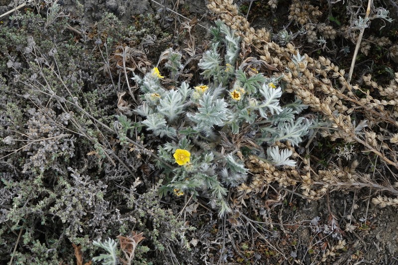 Potentilla jenissejensis photo 4