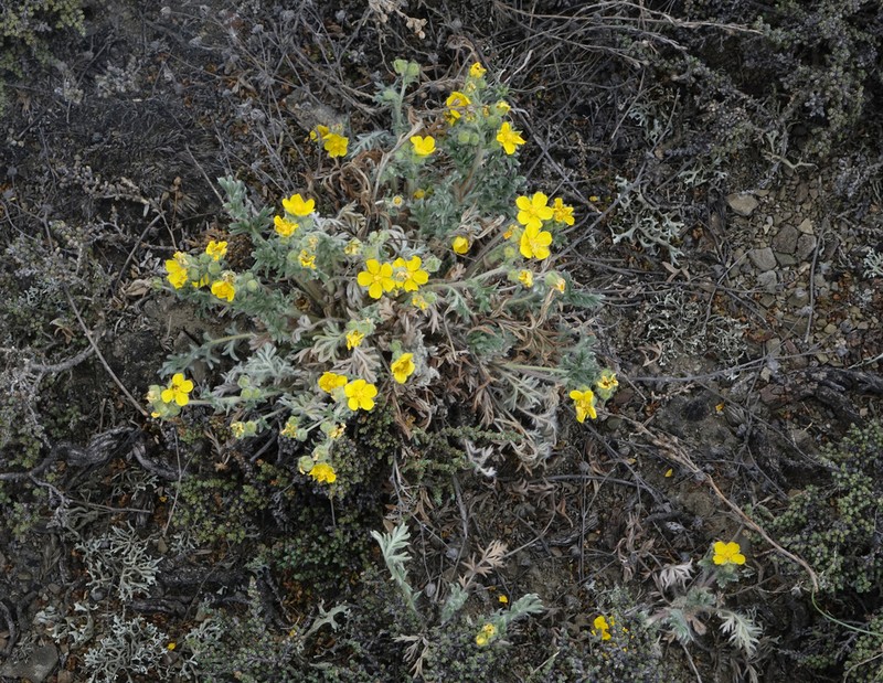 Potentilla jenissejensis photo 5