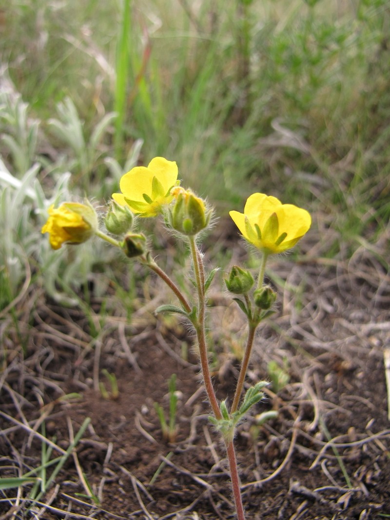 Potentilla jenissejensis photo 6