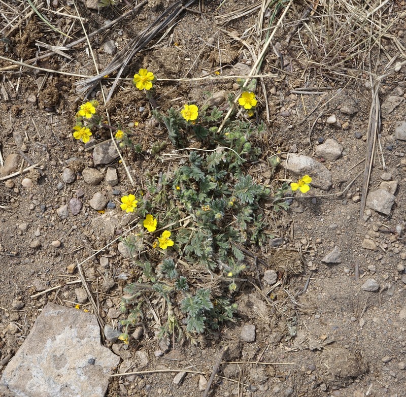Potentilla jenissejensis photo 7