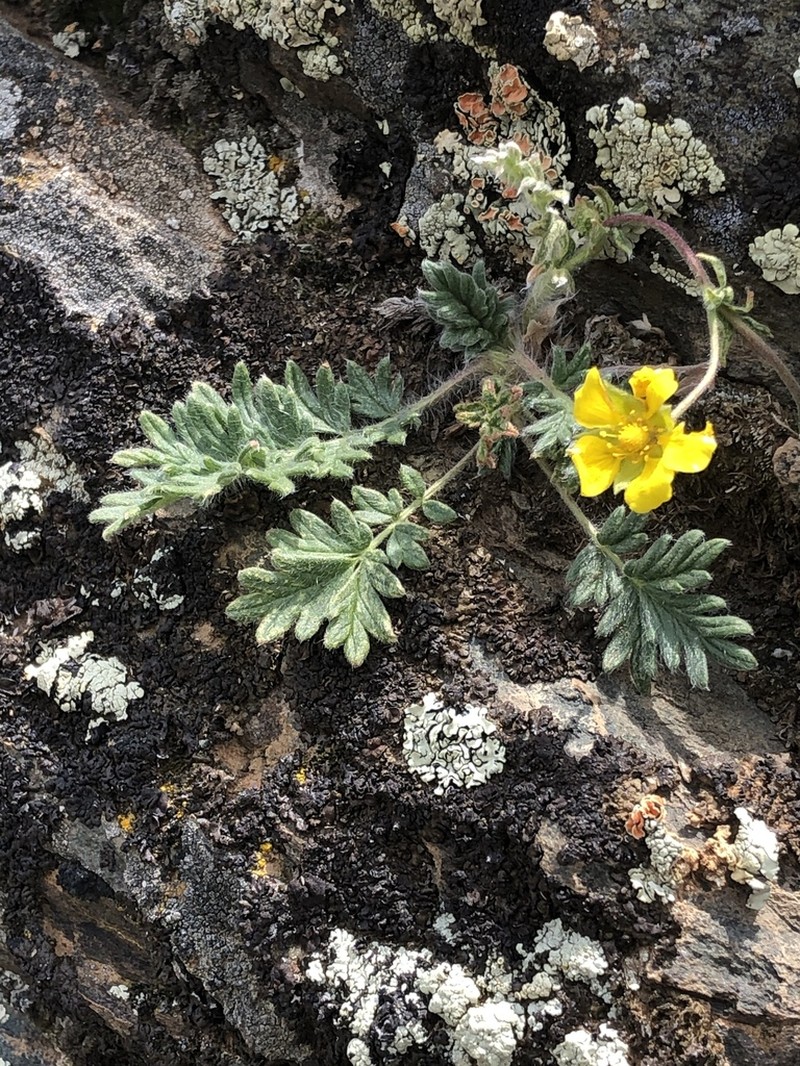 Potentilla jenissejensis photo 8