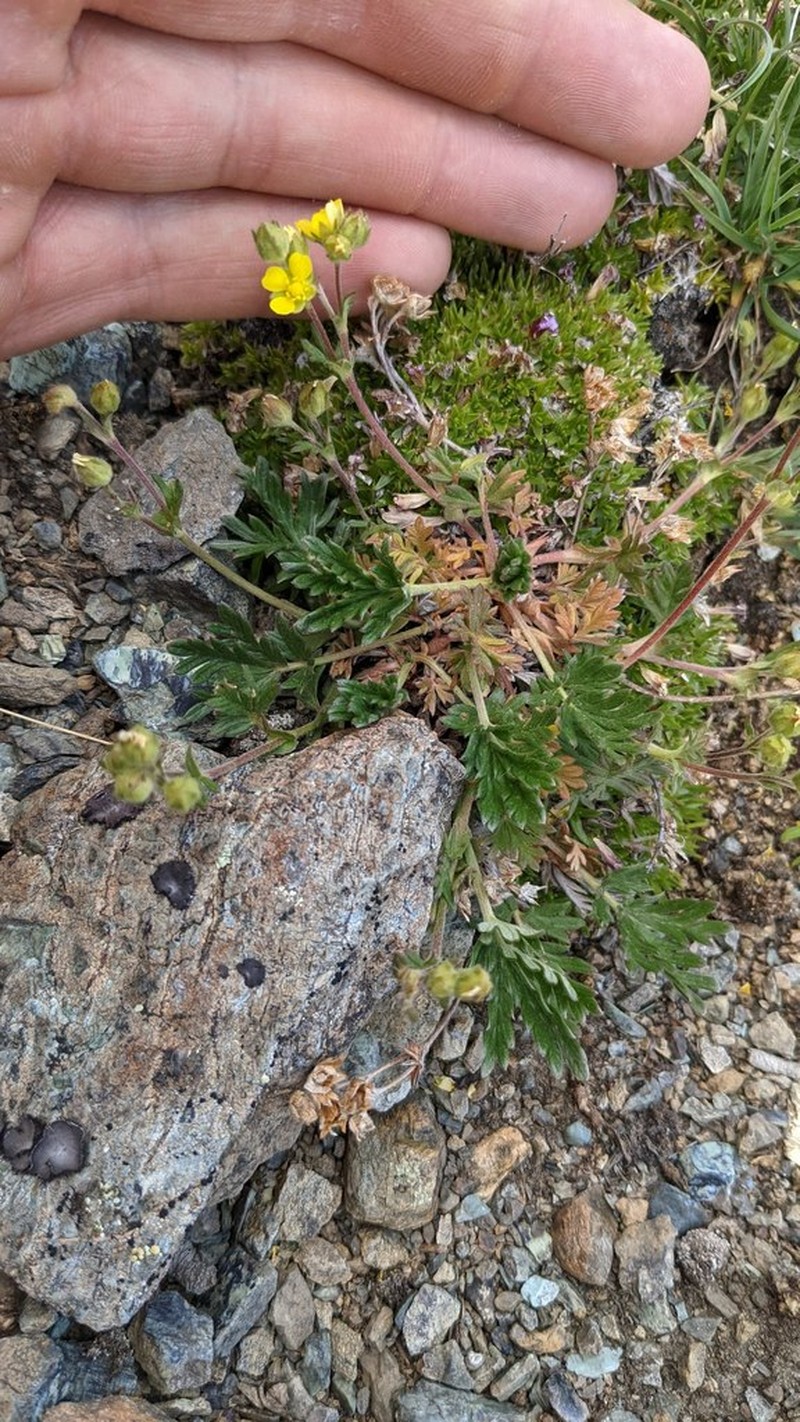 Potentilla jepsonii