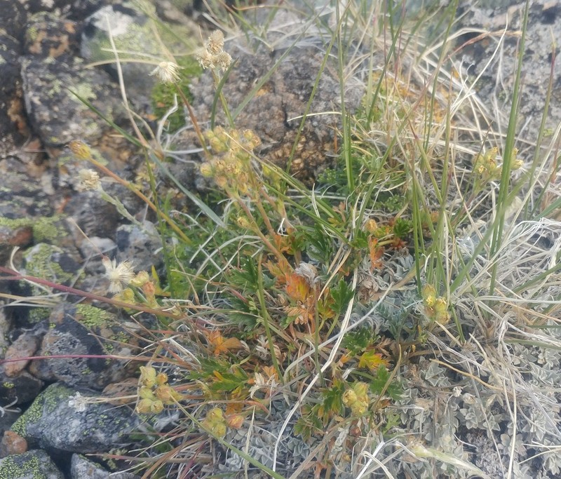 Potentilla jepsonii photo 2