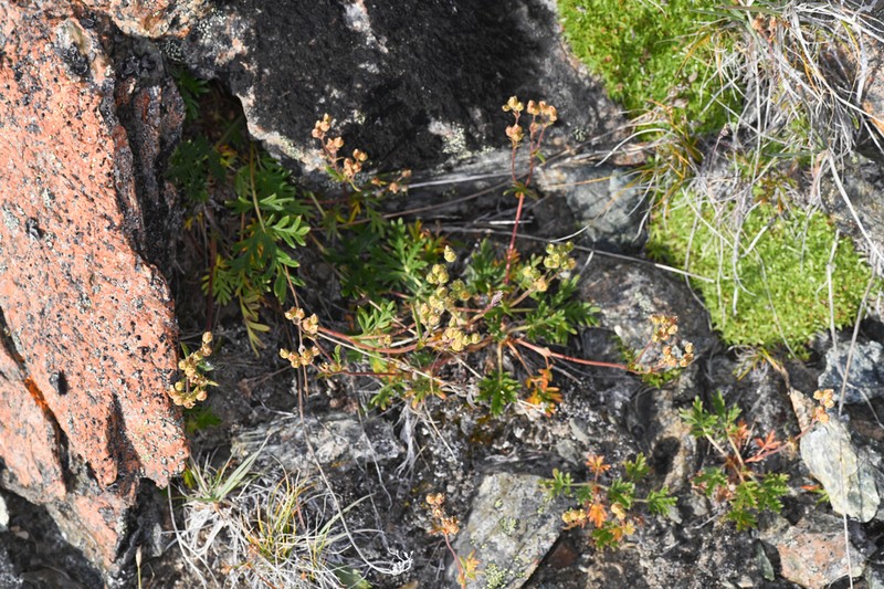 Potentilla jepsonii photo 3