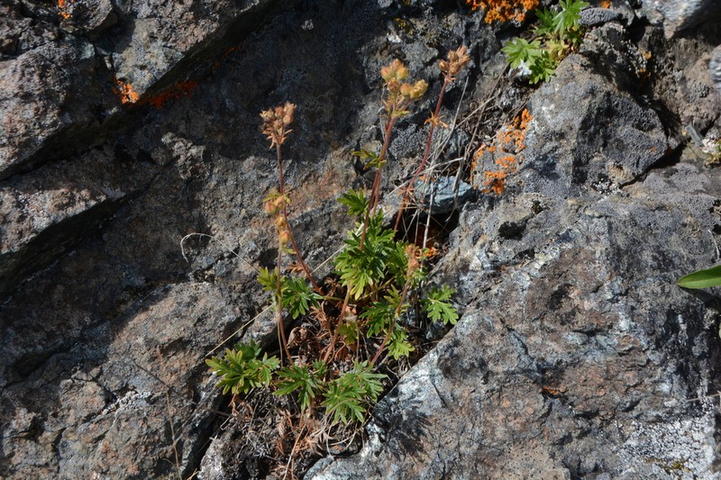 Potentilla jepsonii photo 4