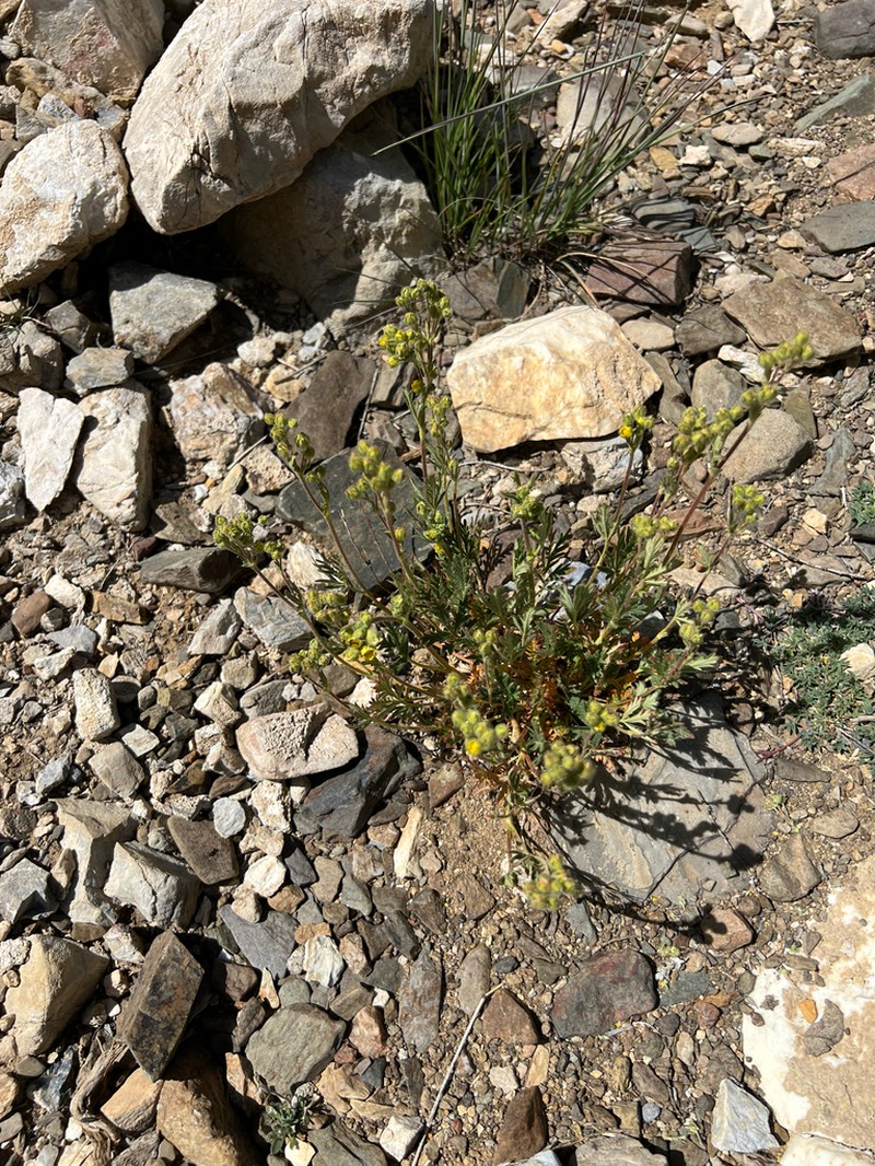 Potentilla jepsonii photo 6