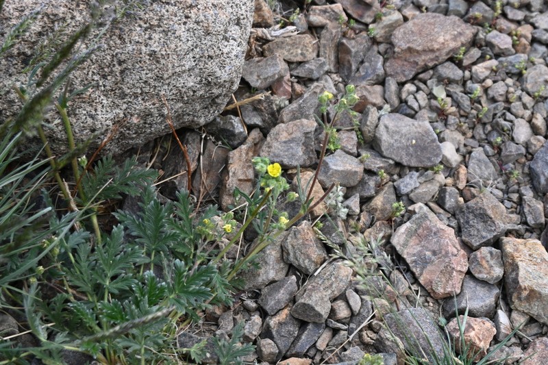 Potentilla jepsonii photo 7