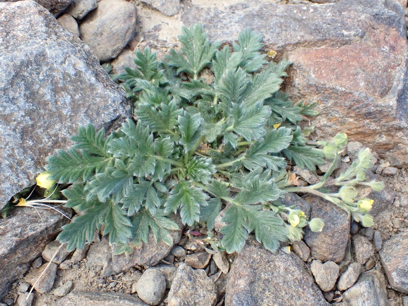 Potentilla jepsonii photo 8