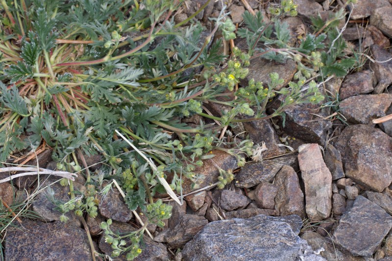 Potentilla jepsonii var. jepsonii