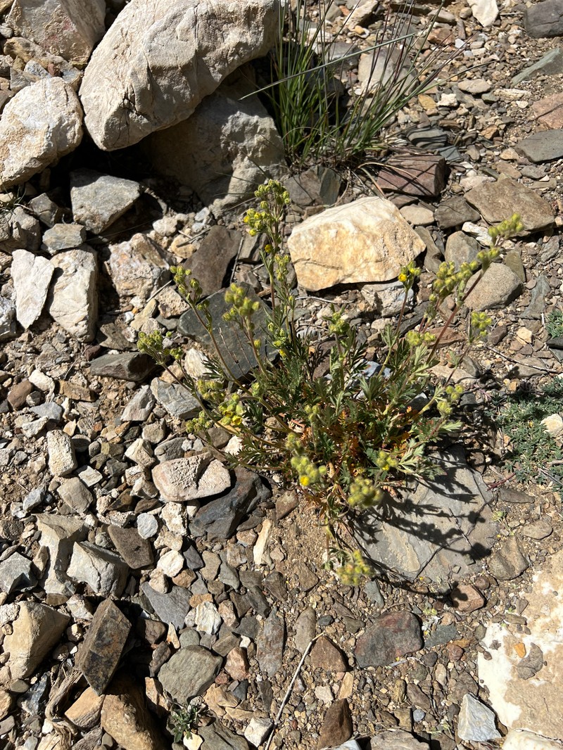 Potentilla jepsonii var. jepsonii photo 2