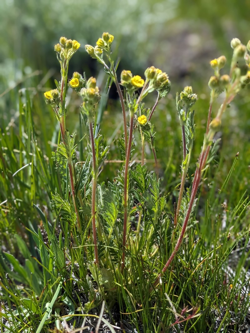 Potentilla jepsonii var. jepsonii photo 4
