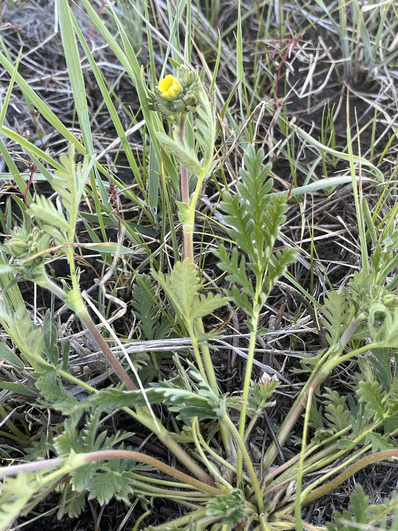 Potentilla jepsonii var. jepsonii photo 5