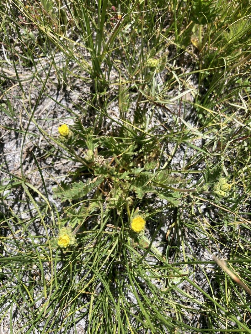Potentilla jepsonii var. jepsonii photo 6