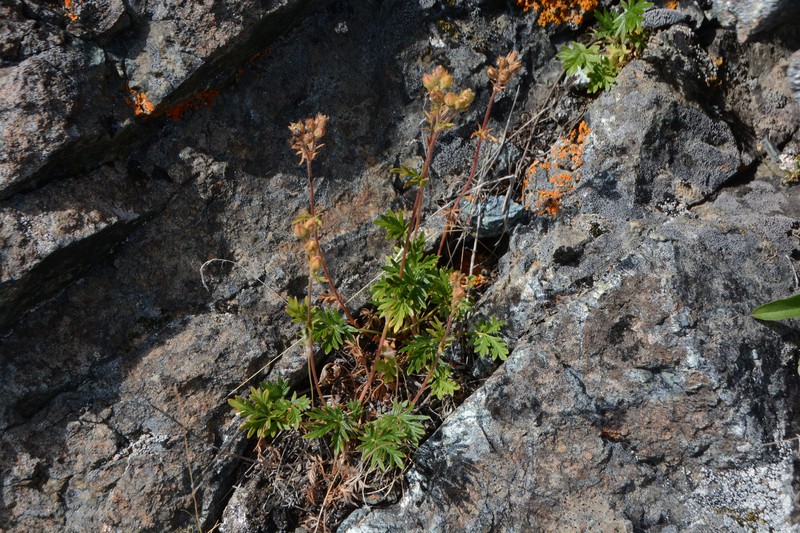 Potentilla jepsonii var. kluanensis photo 2