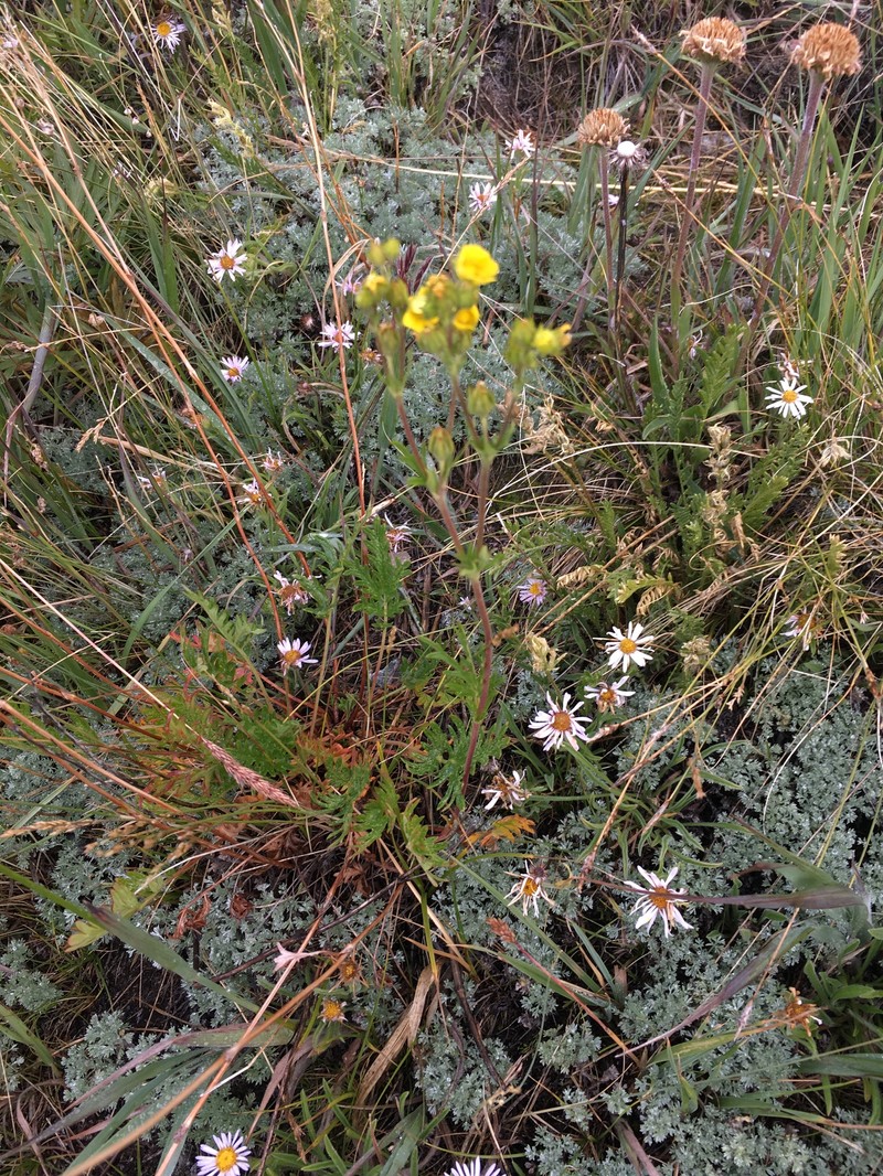 Potentilla jepsonii var. kluanensis photo 3