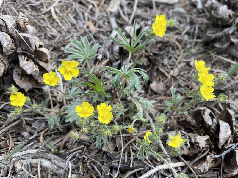 Potentilla johnstonii photo 2