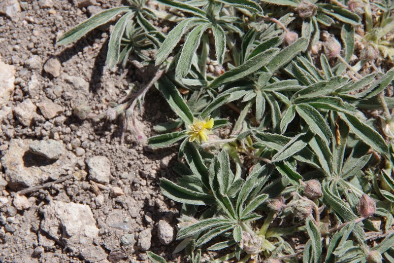 Potentilla johnstonii photo 3
