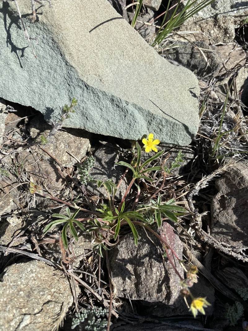Potentilla johnstonii photo 4