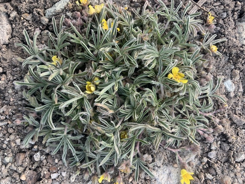 Potentilla johnstonii photo 7