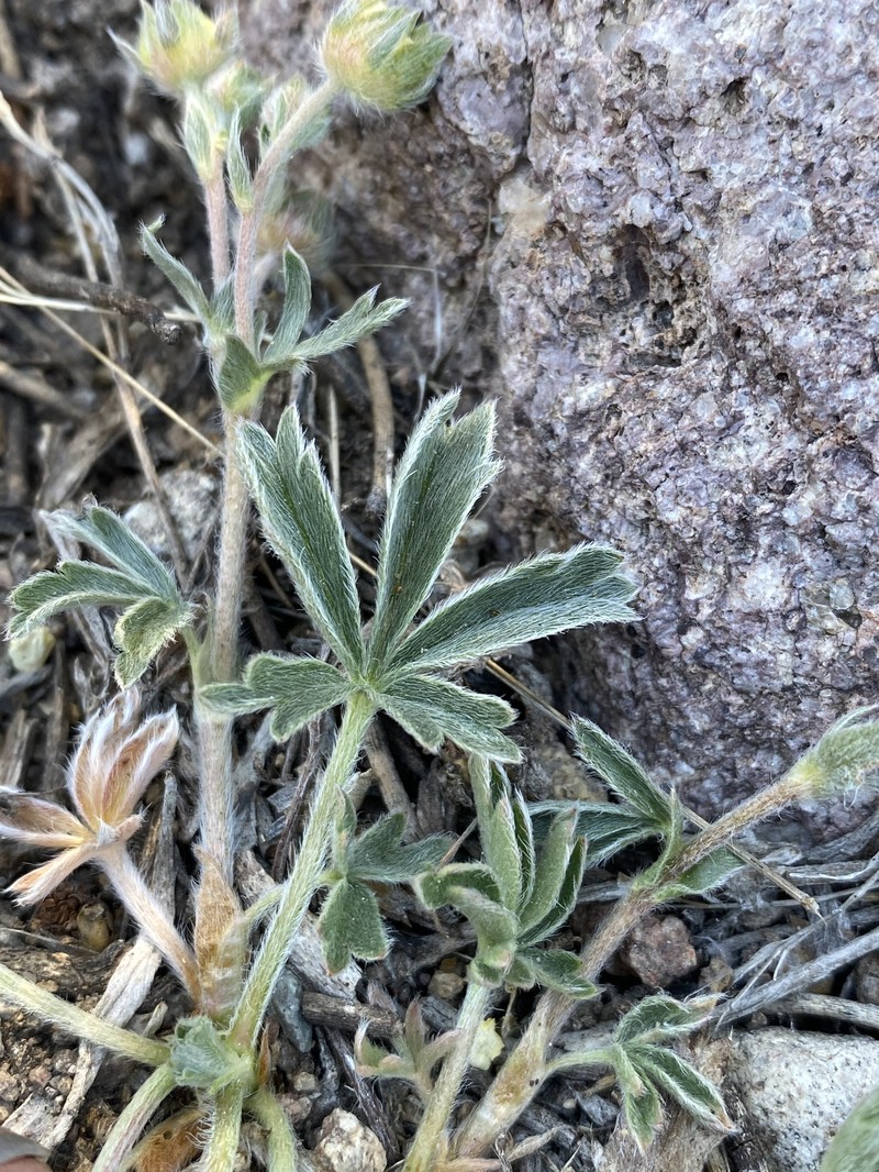 Potentilla johnstonii photo 8