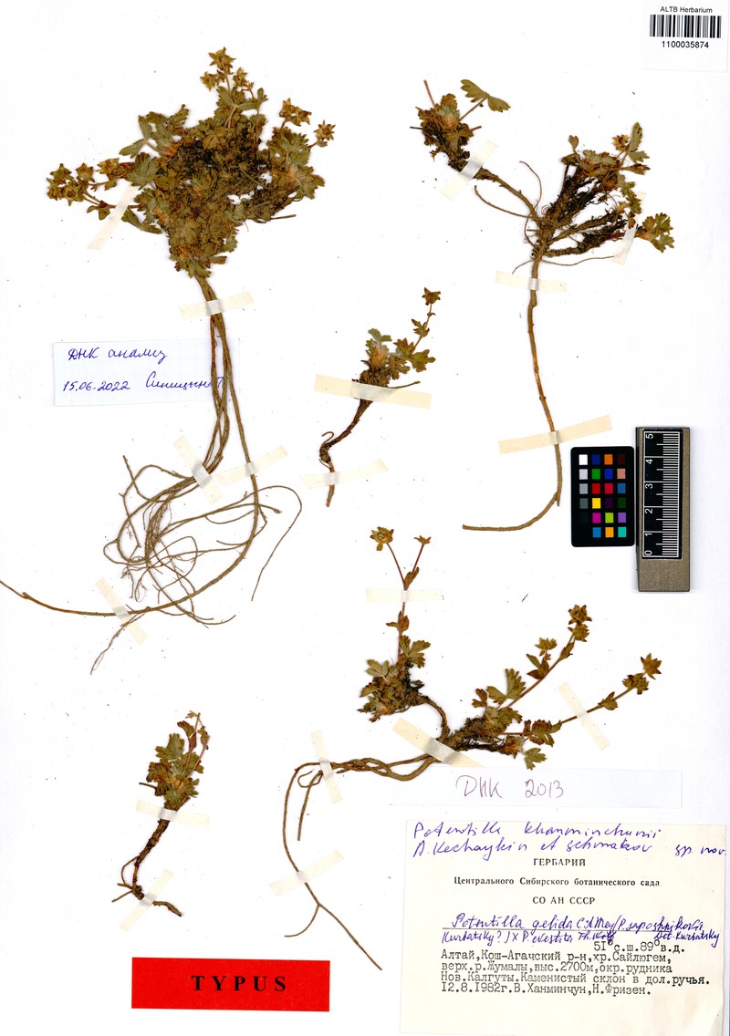 Potentilla khanminczunii