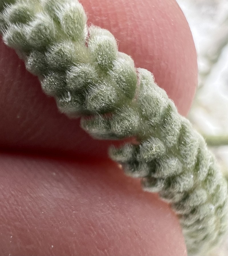King's Mousetail photo 6