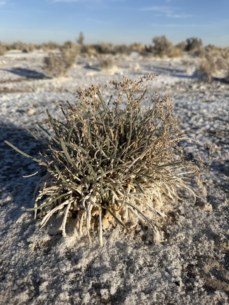 Potentilla kingii var. eremica photo 2