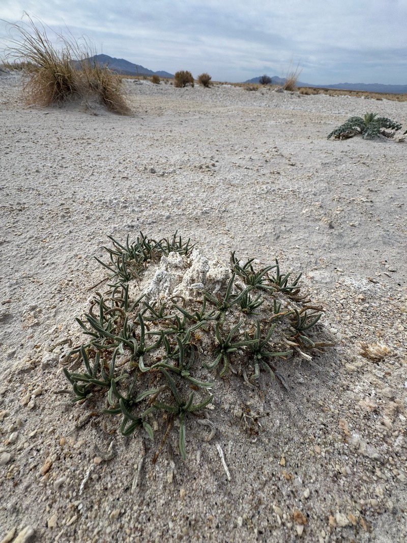 Potentilla kingii var. eremica photo 5