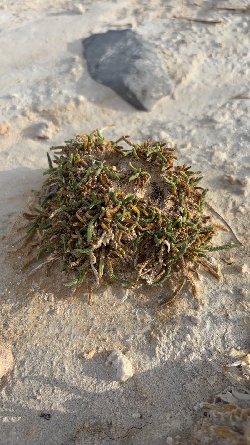 Potentilla kingii var. eremica photo 7