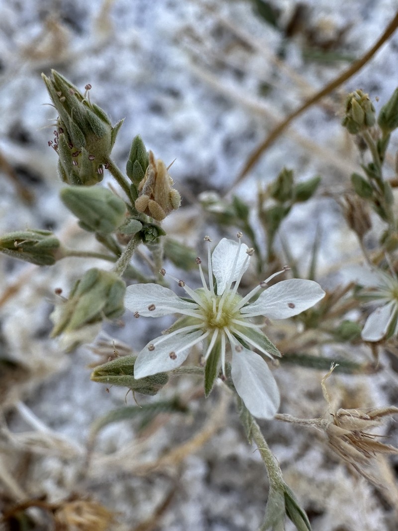 Potentilla kingii var. eremica photo 8