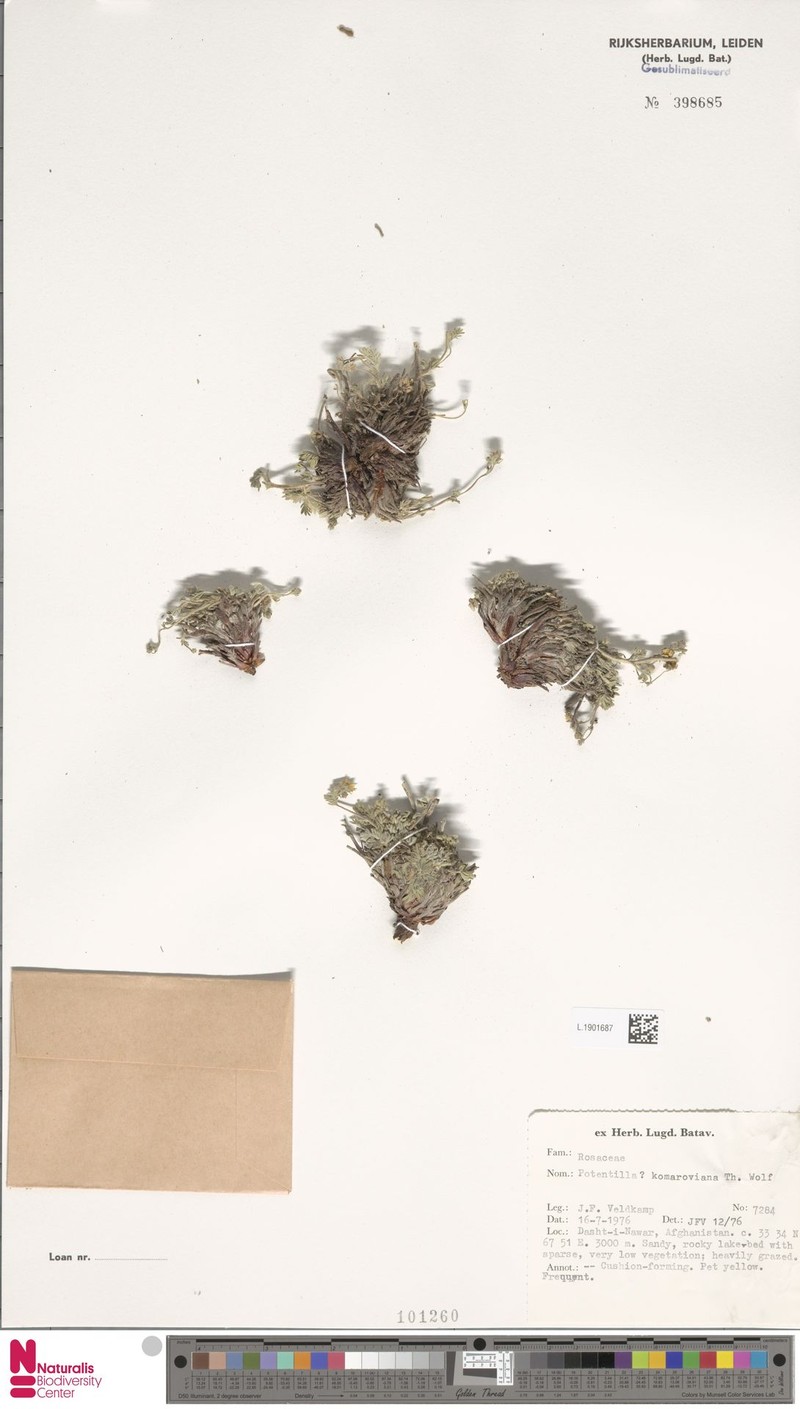 Potentilla komaroviana