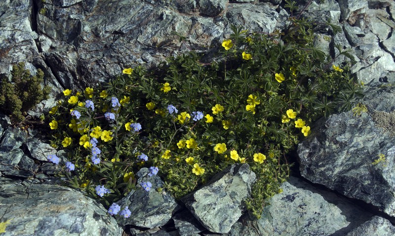 Potentilla kotschyana