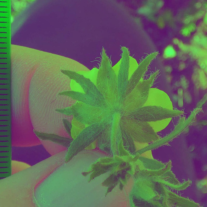 Potentilla kotschyana photo 2