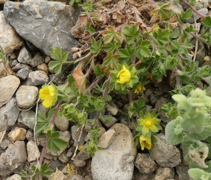 Potentilla kotschyana photo 3