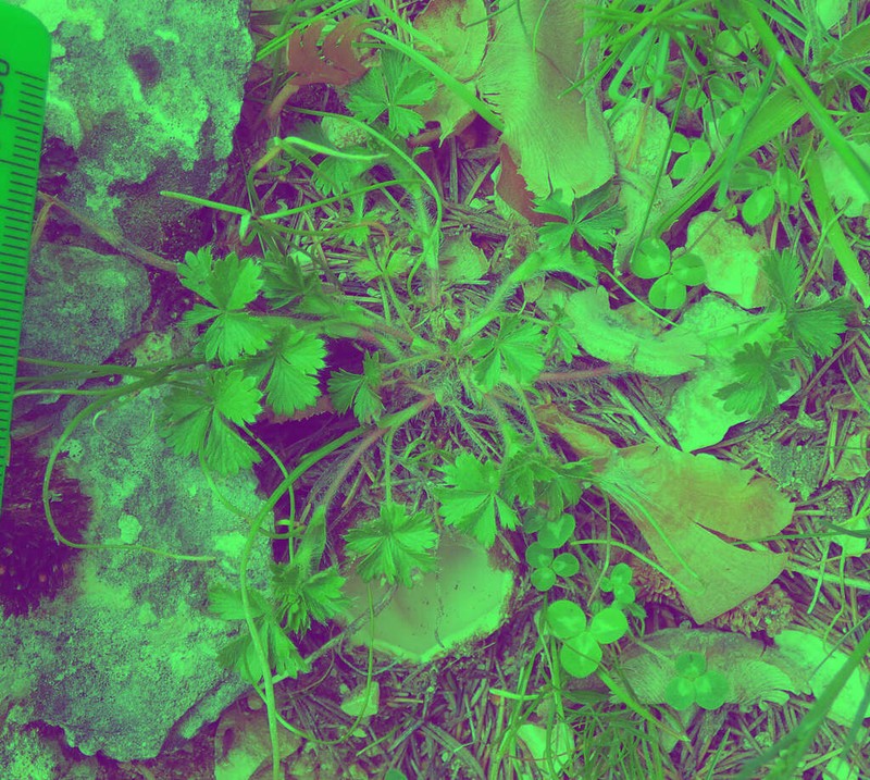 Potentilla kotschyana photo 4