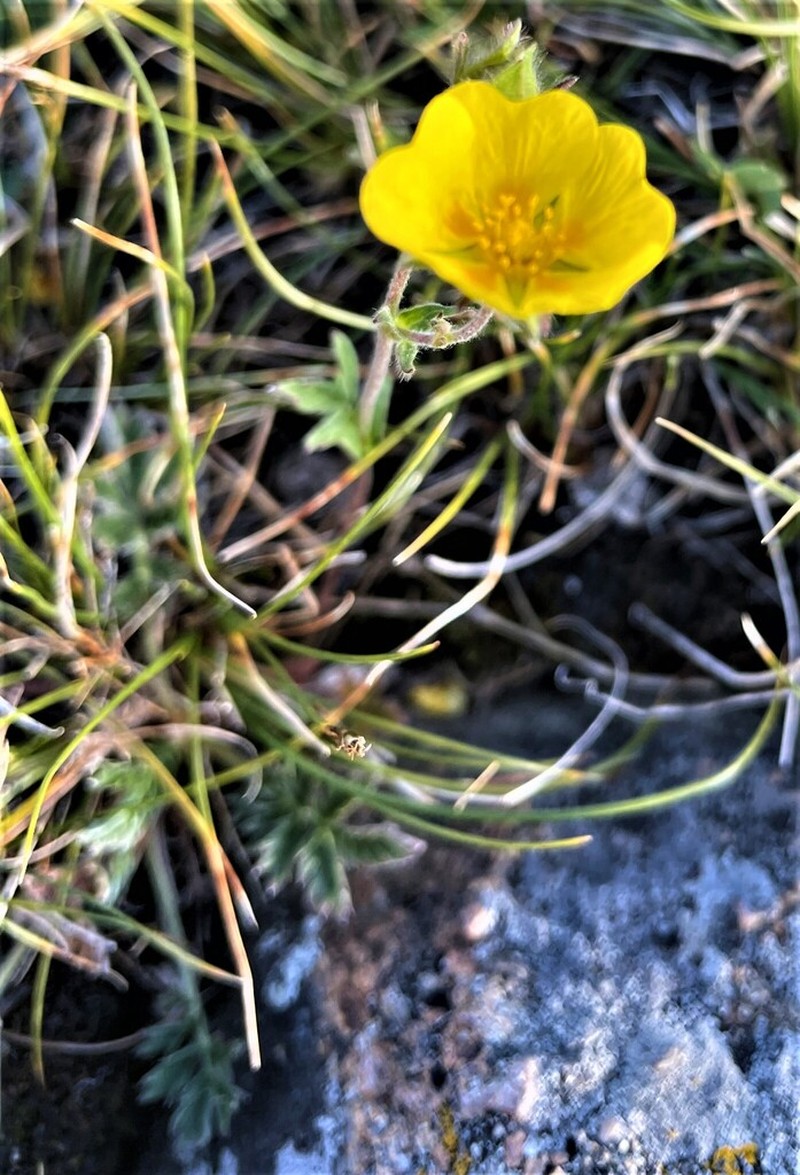 Potentilla kryloviana photo 2