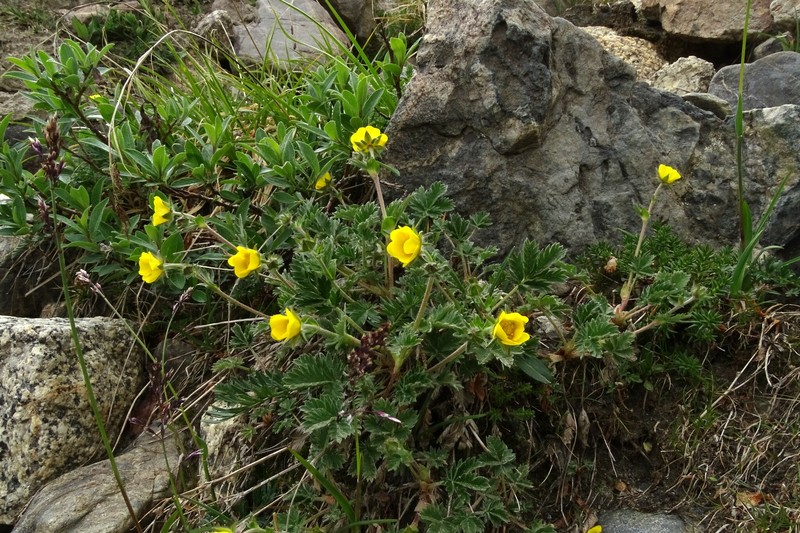 Potentilla kryloviana photo 3