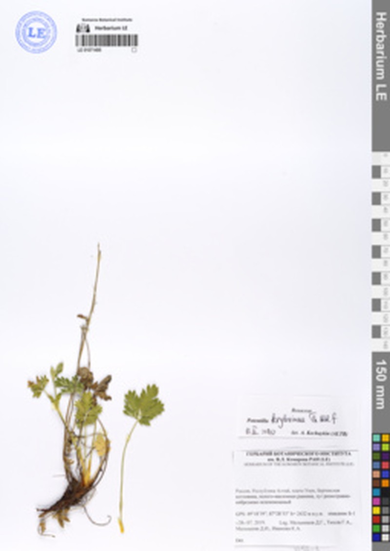 Potentilla kryloviana photo 4