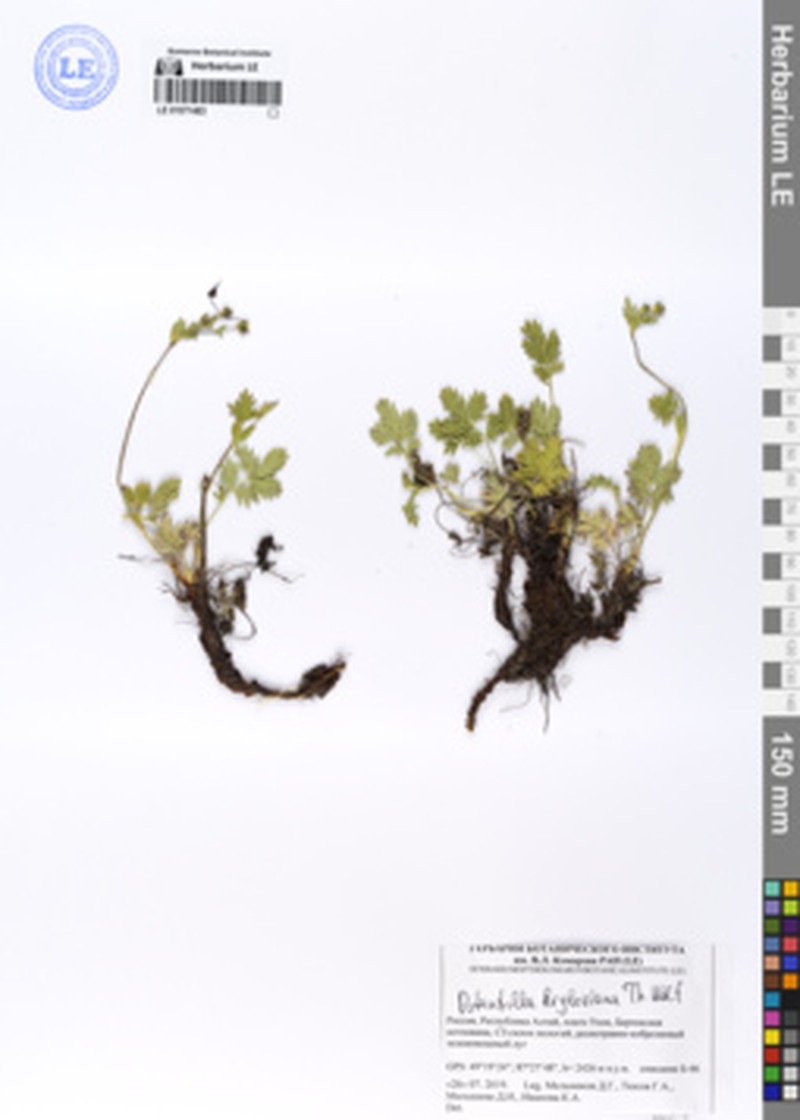 Potentilla kryloviana photo 5