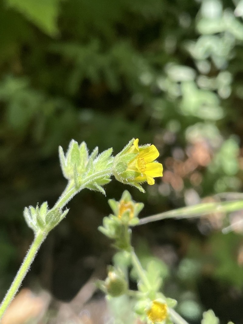 Potentilla kurdica photo 3