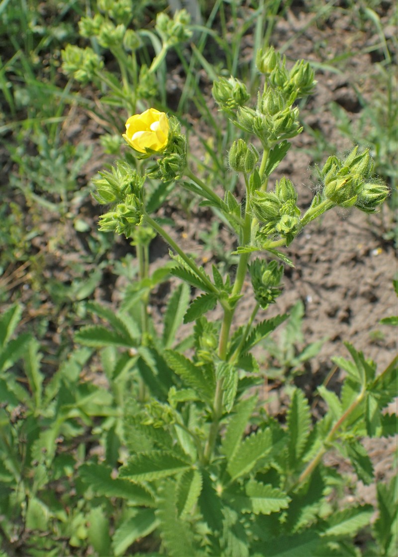Potentilla kurdica