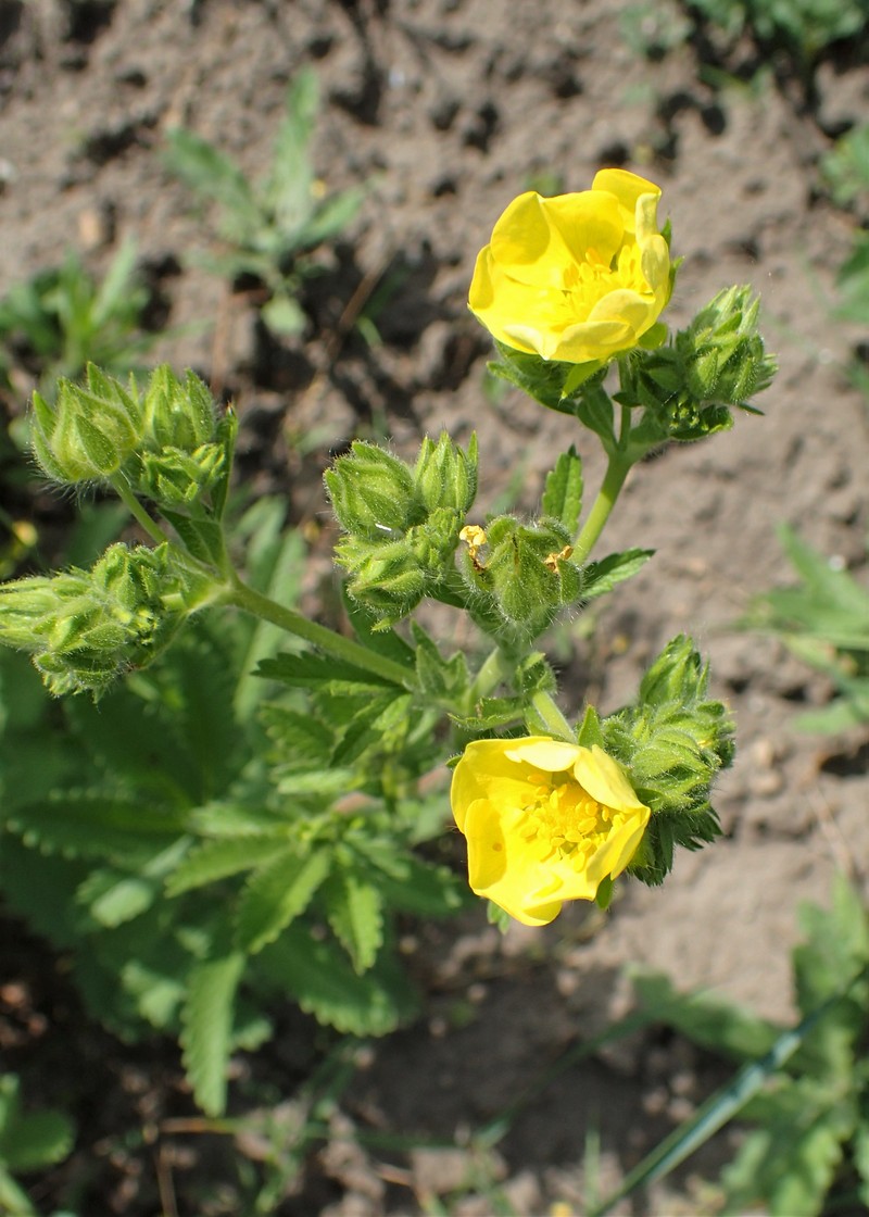 Potentilla kurdica photo 7