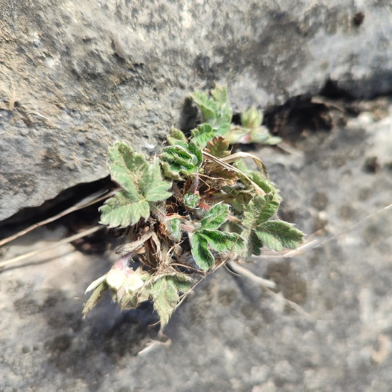 Potentilla kuznetzowii